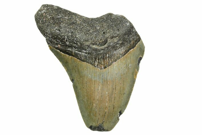 Bargain, Fossil Megalodon Tooth - North Carolina #361736